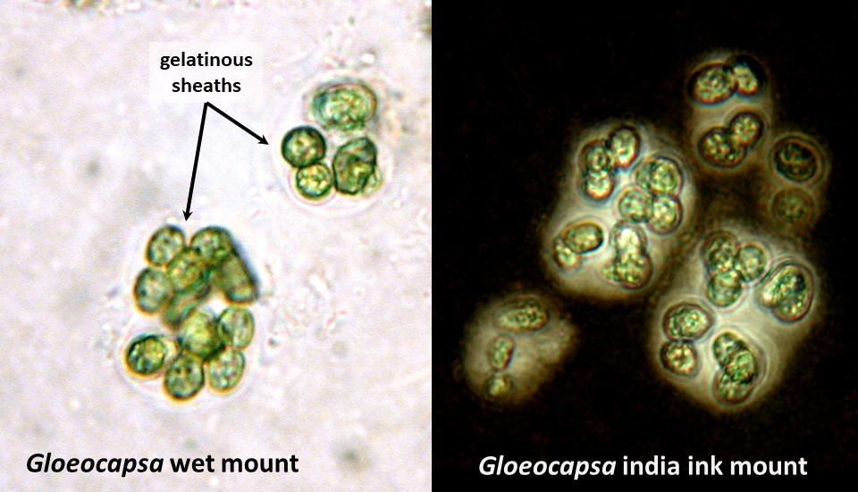 Cyanobacteria